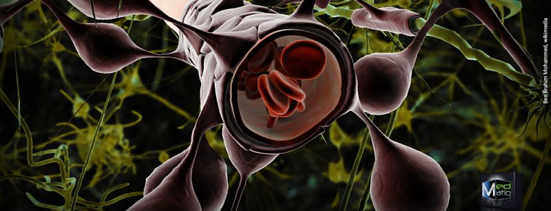 astrozyt_blood_brain_barriere