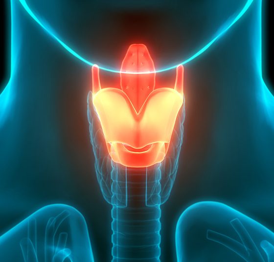 kehlkopf_istock-1227365847