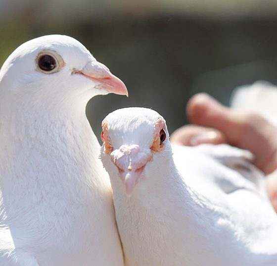 tauben_istock-531857418