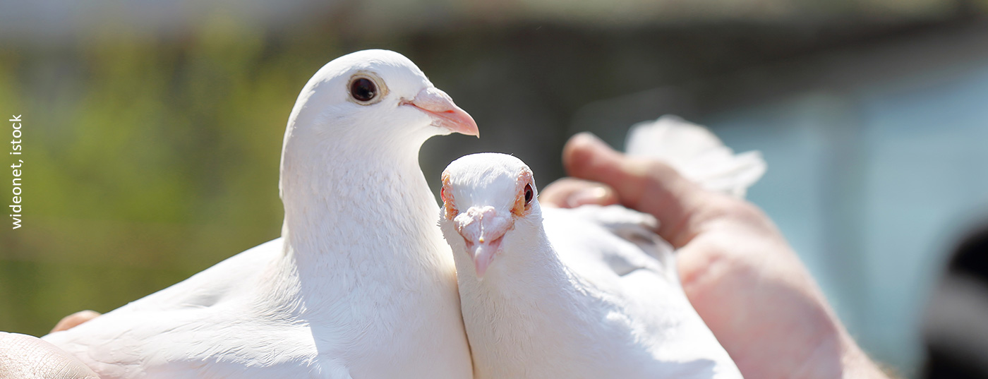 tauben_istock-531857418