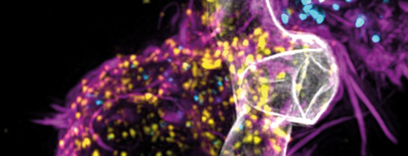 aspergillus_header